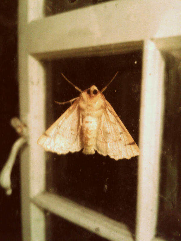 Moth