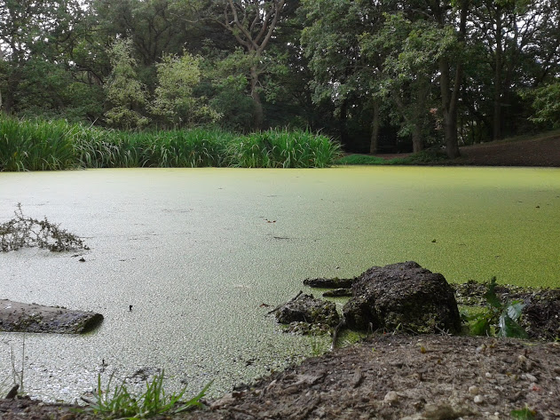 Macha Pond