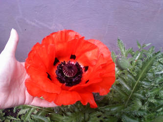 Proud Poppy