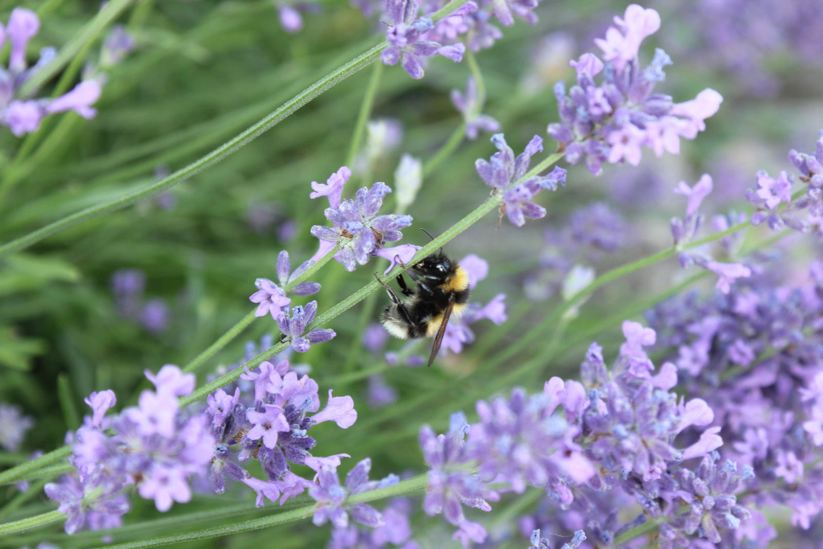 Slurping nectar