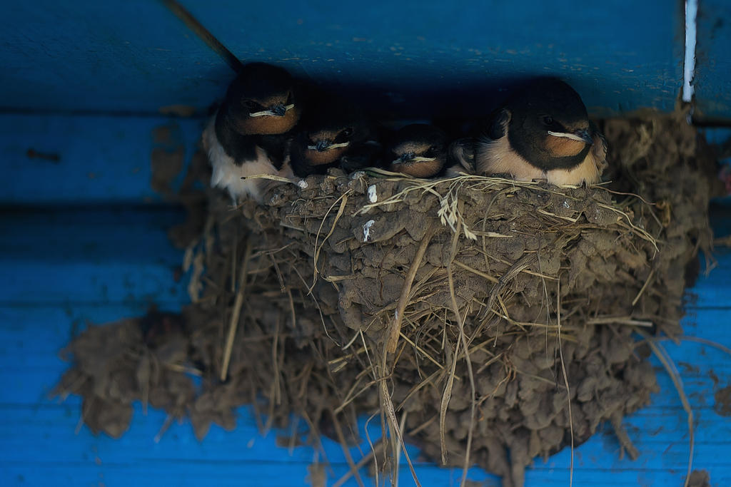 Swallows settled with us