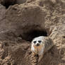 Meerkat at the hole