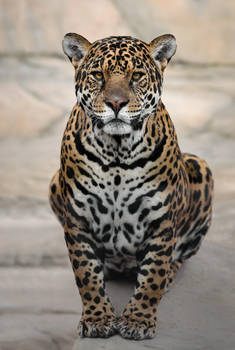 Panthera onca