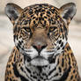 Jaguar/ close-up