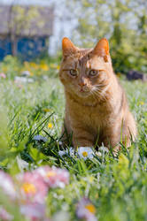 Independent ginger cat  07.05.2023-2 by Jester-Genso
