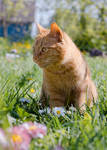 Independent ginger cat  07.05.2023-4 by Jester-Genso