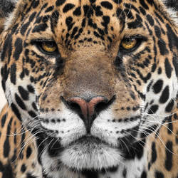 Jaguar/crop