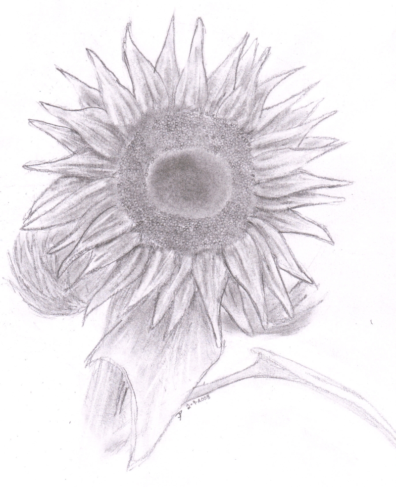 Sun flower by me