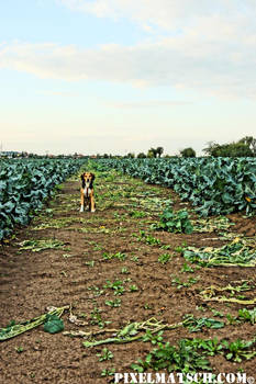 In the field