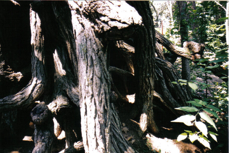 Roots3 by meltedcrayons20 on DeviantArt