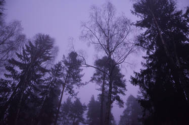 Foggy Woods 3