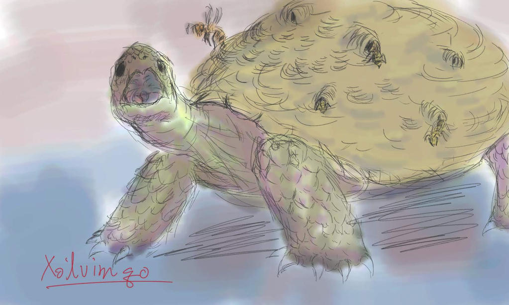 Turtles Deviantart Bongo Turtle by Xolvimqo on DeviantArt