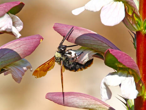 Gnam gnam pollen