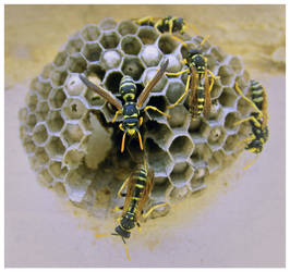 bees