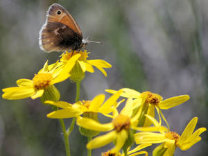 butterfly flowers