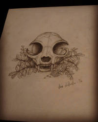 Cat Skull Drawing