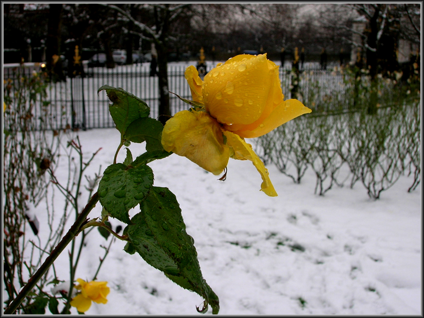 Flowers In The Snow 3