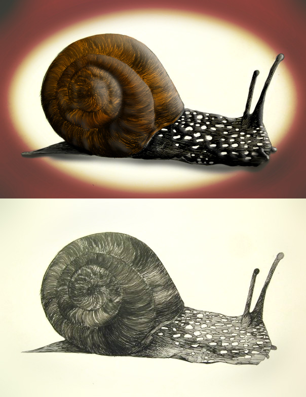 Snail