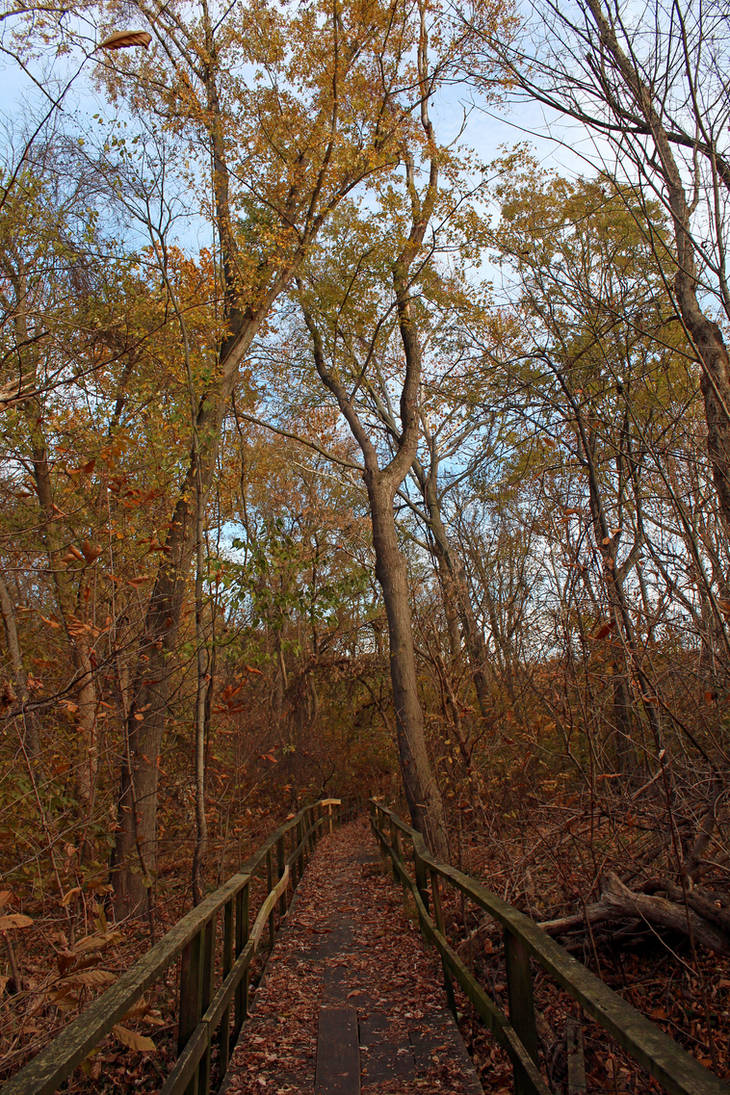 Spooky Autumn Trail by tionnahemcrae