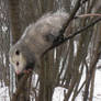 opossum in tree