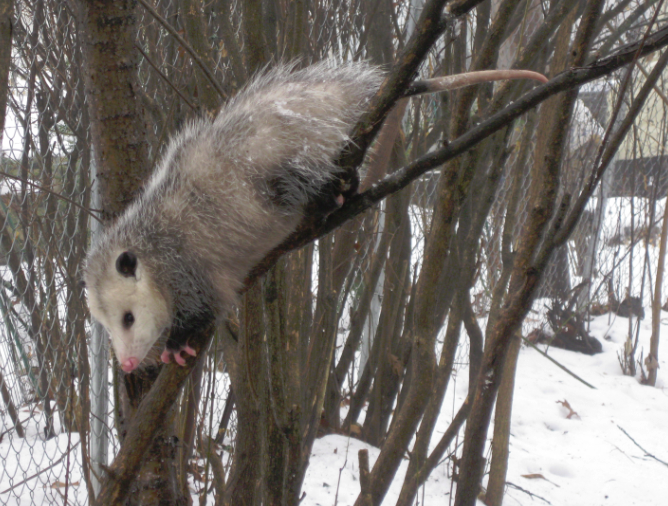 opossum in tree