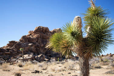 Joshua Tree