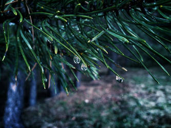 Tree + Rain