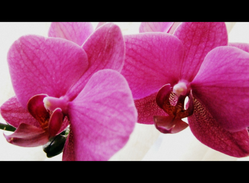 Orchids