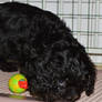 Cavapoo Playing