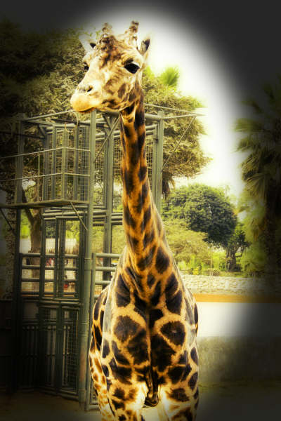 Giraffe