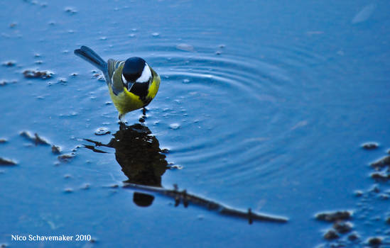 Great Tit