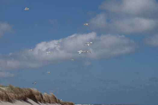 Terschelling Seagull Scenery