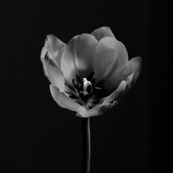 Onelight Portrait of a Tulip by henkklund