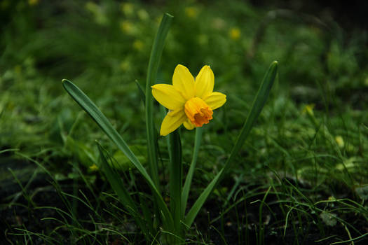 Spring flower