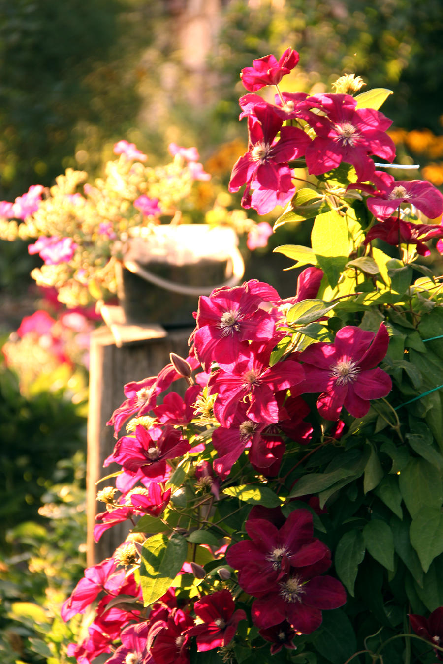 The colours of summer by OlgaCherkasova on DeviantArt