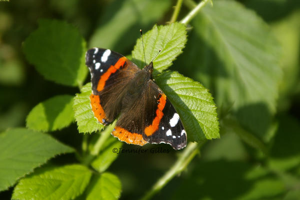 Vanessa atalanta 2