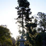 Arbol en el Jardin Japones