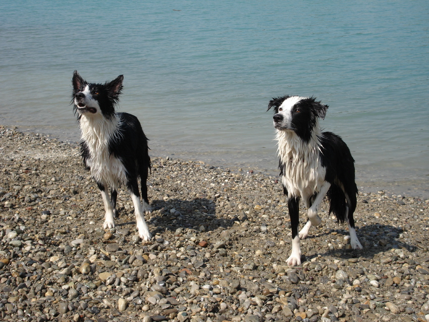 wet border collies