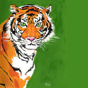 Tigre