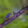 Eurasian Nuthatch