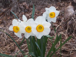 signs of spring