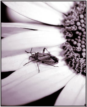 Basking Bug