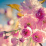 Spring pinks II