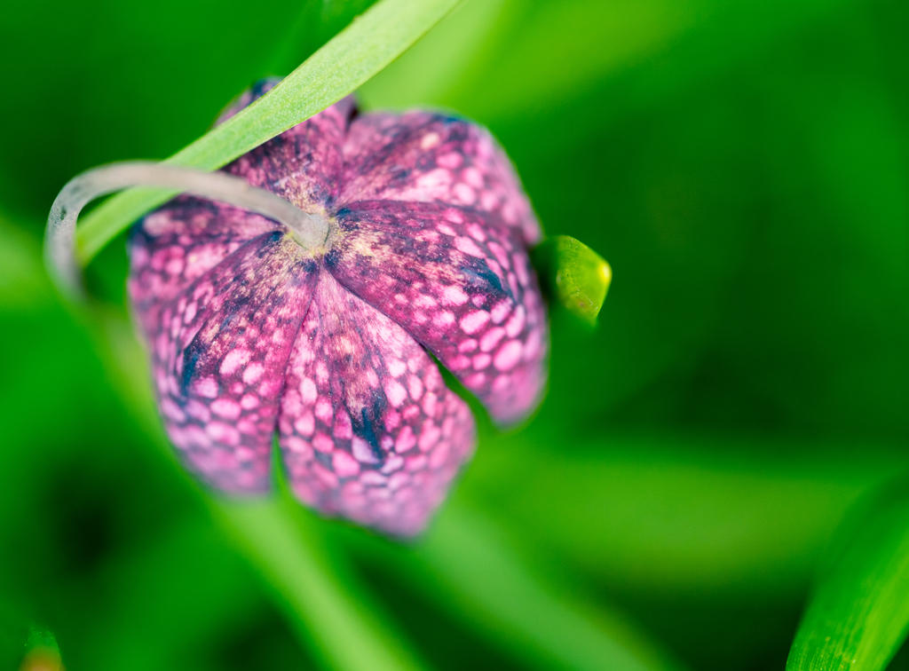 Atop the checkerboard chess flower