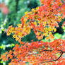 Maple jewels in rain