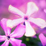 Lilac flower stars