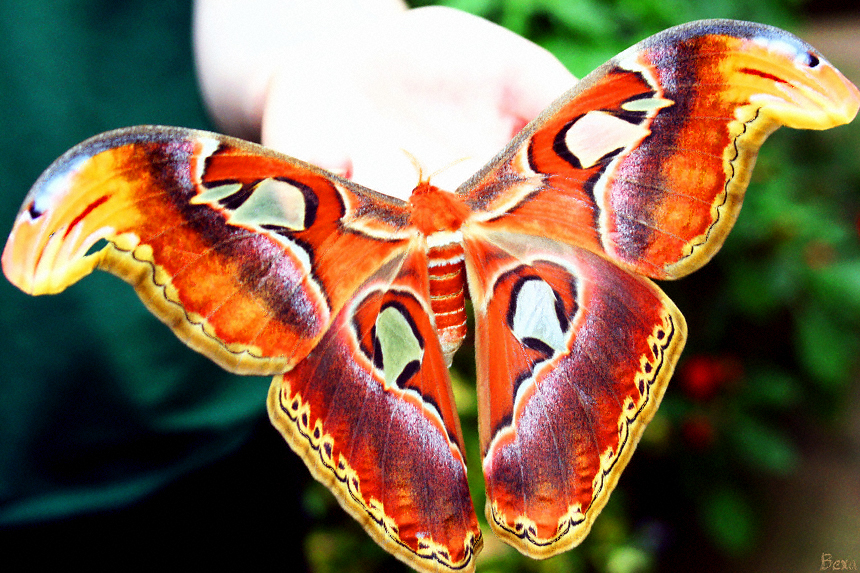 Giant Alas Moth