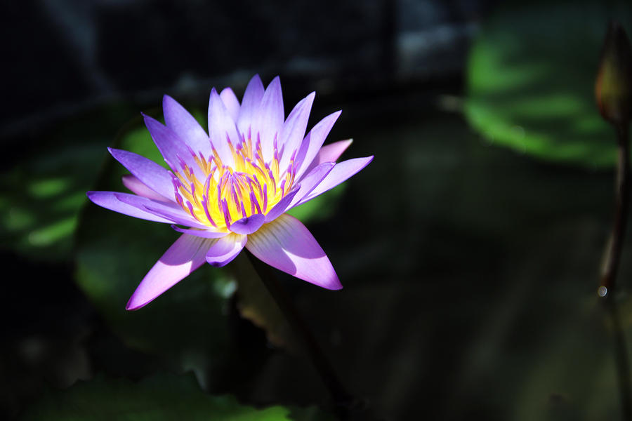 Lotus