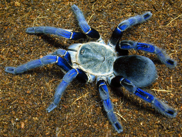 Blue tarantula