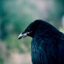 Baby Raven